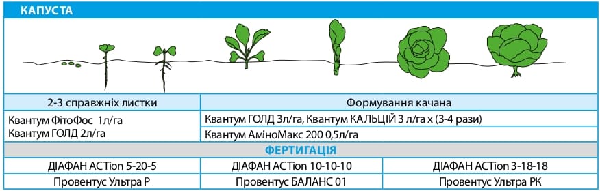 Капуста