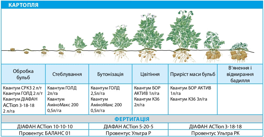 Картофель