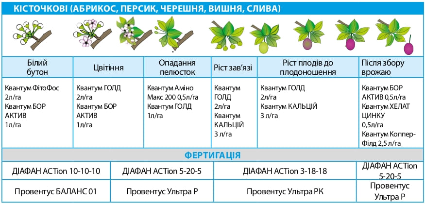 Косточковые (абрикос, персик, черешня, вишня, слива)