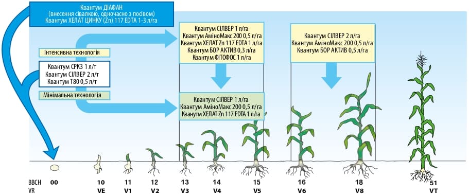 Схема применения хелатных удобрений Квантум на кукурузе