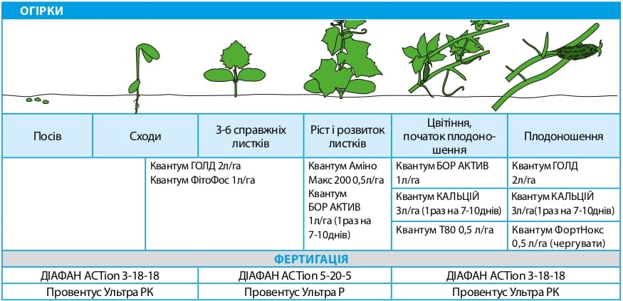 Огурцы
