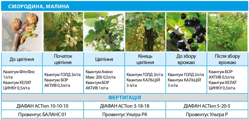 Смородина, малина
