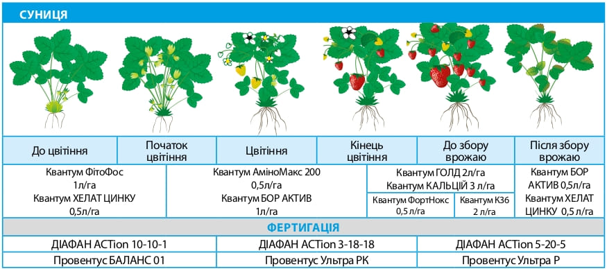 Земляника