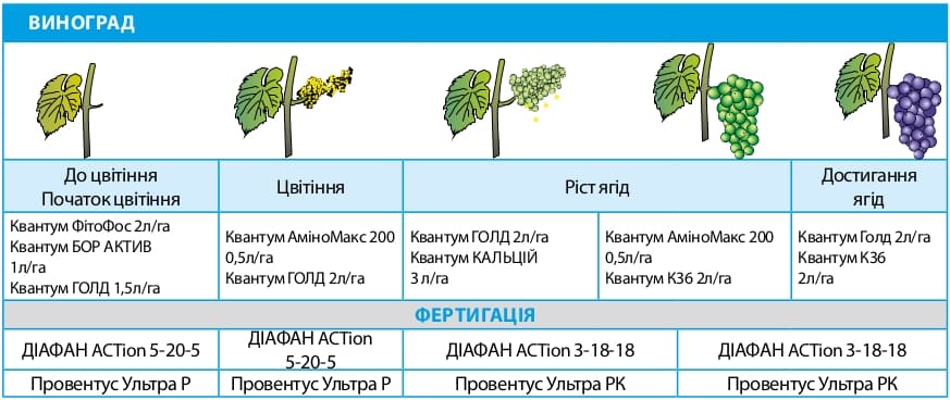 Виноград